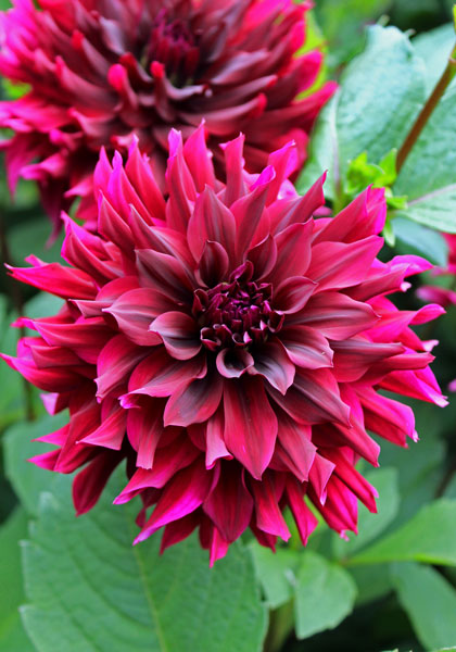 Prince Noir dahlia heirloom bulbs #1