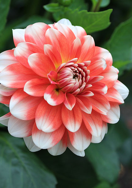 Princesse Louise de Suede dahlia heirloom bulbs #2
