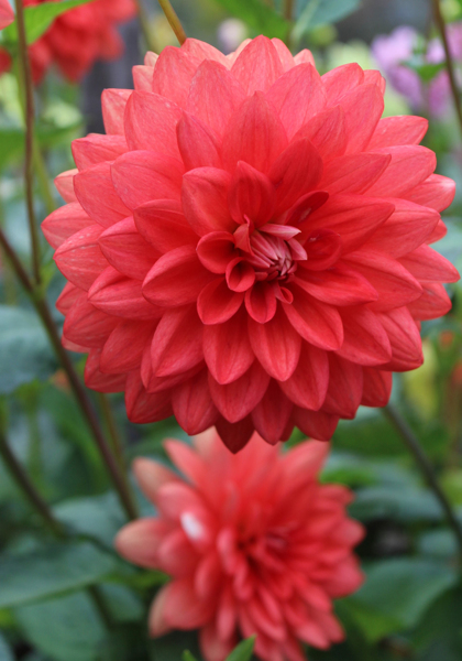 Princesse Louise de Suede dahlia heirloom bulbs #1