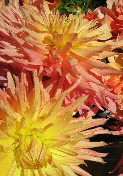 Arab Queen dahlia heirloom bulbs #2