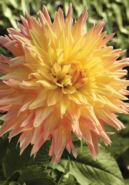 Arab Queen dahlia heirloom bulbs #1