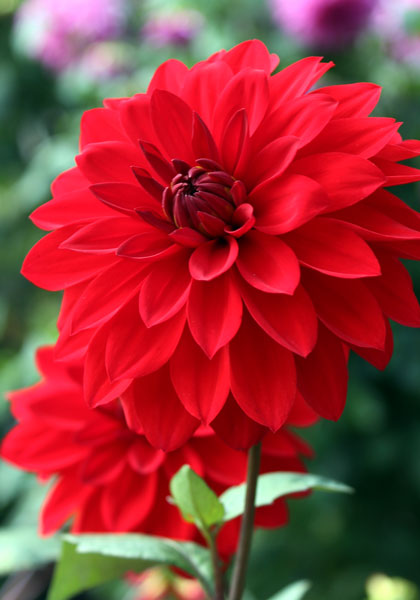 Bloodstone dahlia heirloom bulbs #1