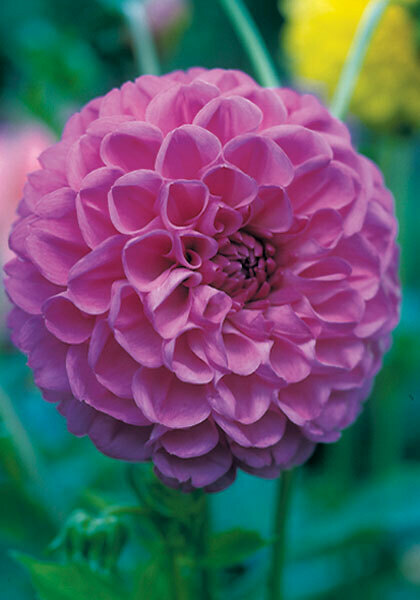 Blue Danube dahlia heirloom bulbs #2