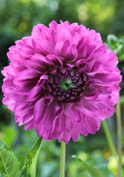 Blue Danube dahlia heirloom bulbs #1