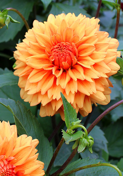 Old Gold dahlia heirloom bulbs #1