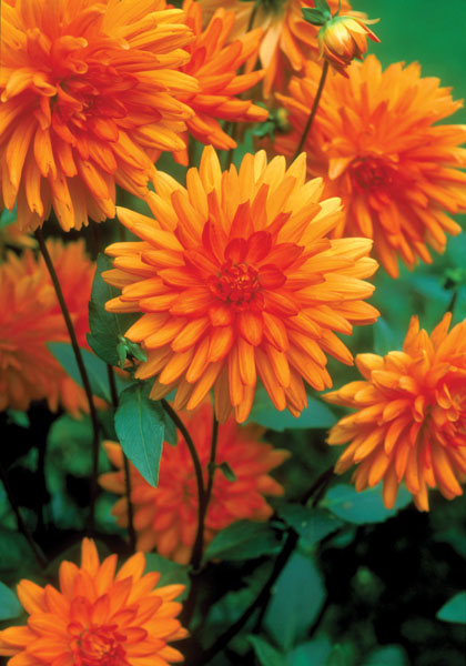 Andries’ Orange dahlia heirloom bulbs #2