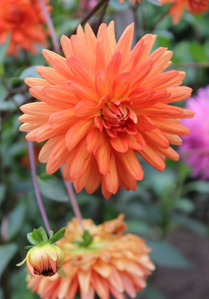 Andries’ Orange dahlia heirloom bulbs #3