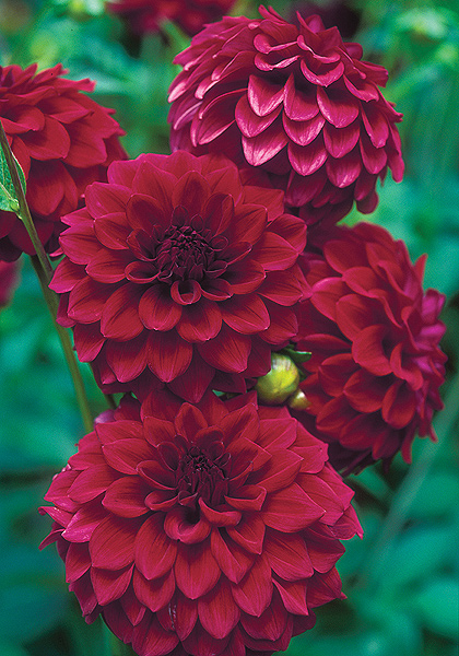Hockley Maroon dahlia heirloom bulbs #1