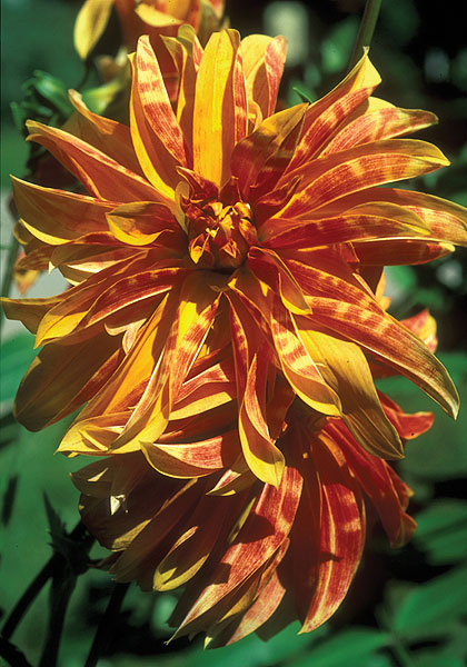 Giraffe dahlia heirloom bulbs #1