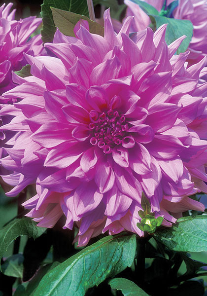 Lavengro dahlia heirloom bulbs #1