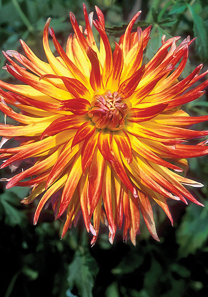 Pari Taha Sunrise dahlia heirloom bulbs #1