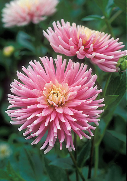 Romance dahlia heirloom bulbs #1