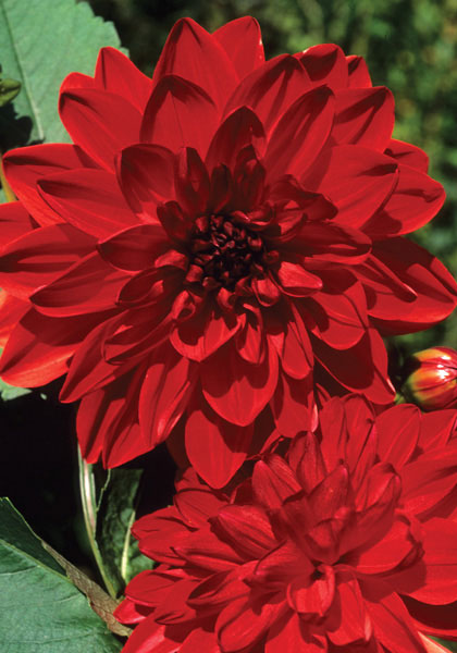 Arubanita dahlia heirloom bulbs #1
