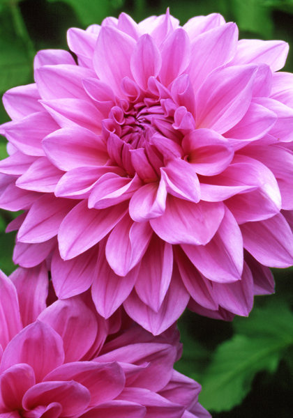 Mrs. I. De ver Warner dahlia heirloom bulbs #2