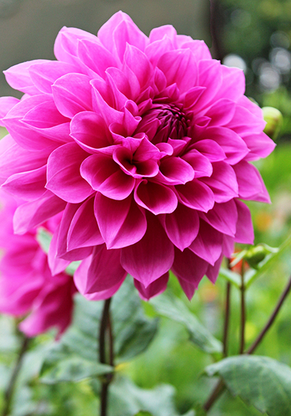 Mrs. I. De ver Warner dahlia heirloom bulbs #1