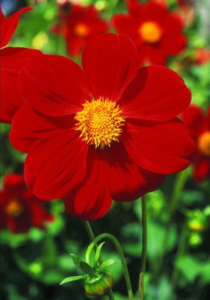 Matt Armour dahlia heirloom bulbs #1