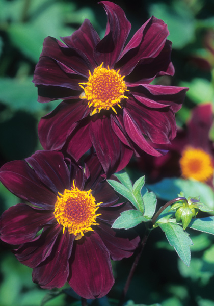 <i>atropurpurea</i> dahlia heirloom bulbs #1