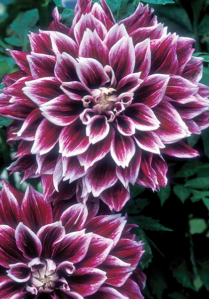 Sellwood Glory dahlia heirloom bulbs #1