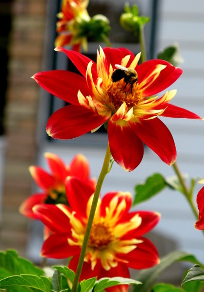 Mrs. H. Brown dahlia heirloom bulbs #2
