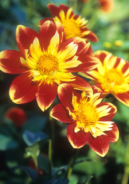 Mrs. H. Brown dahlia heirloom bulbs #3