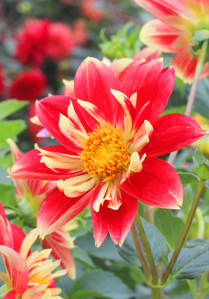 Mrs. H. Brown dahlia heirloom bulbs #1