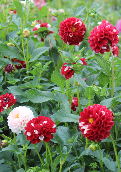 York and Lancaster dahlia heirloom bulbs #2