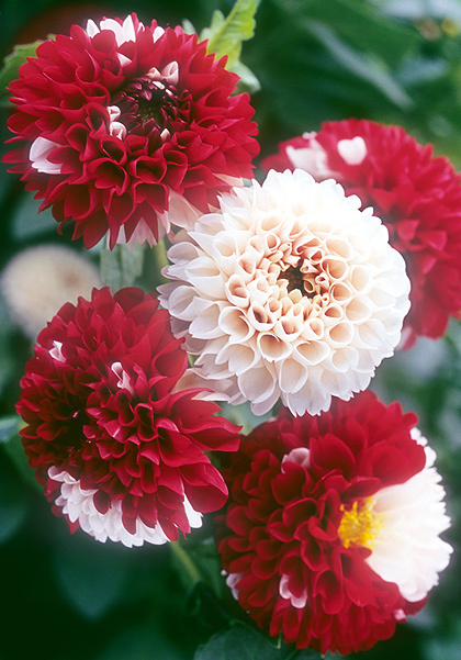 York and Lancaster dahlia heirloom bulbs #3