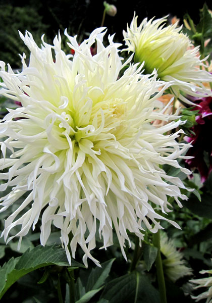Tsuki Yori no Shisha dahlia heirloom bulbs #1