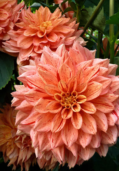Nonette dahlia heirloom bulbs #1