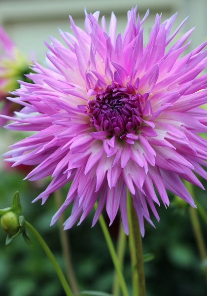 Popular Guest dahlia heirloom bulbs #1