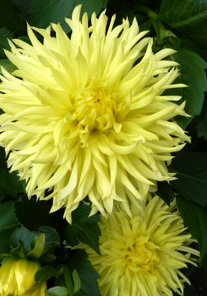 Promise dahlia heirloom bulbs #1
