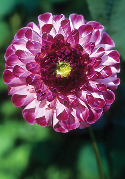 Red Kaiser Wilhelm dahlia heirloom bulbs #1
