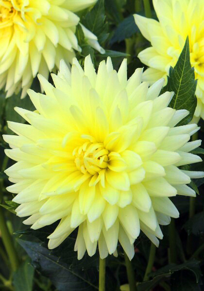 Klankstad Kerkrade dahlia heirloom bulbs #2