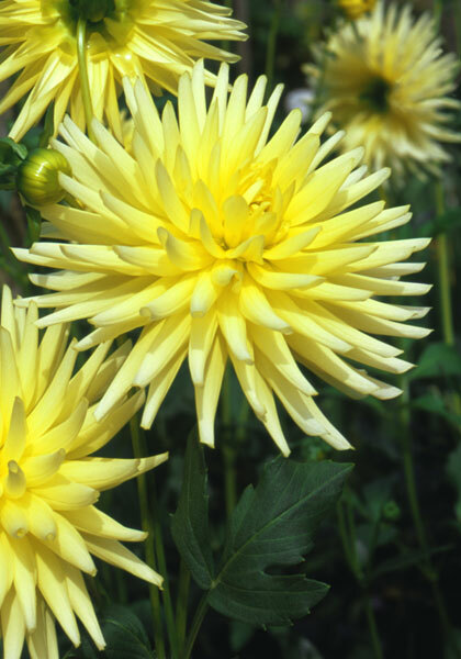 Klankstad Kerkrade dahlia heirloom bulbs #3