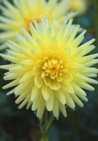 Klankstad Kerkrade dahlia heirloom bulbs #1