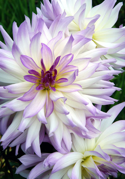 Lavender Chiffon dahlia heirloom bulbs #1