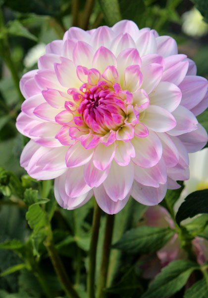 Nepos dahlia heirloom bulbs #1