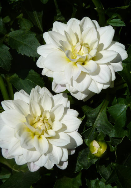 Lutt Wichen dahlia heirloom bulbs #2