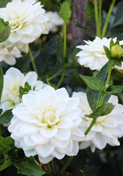 Lutt Wichen dahlia heirloom bulbs #1