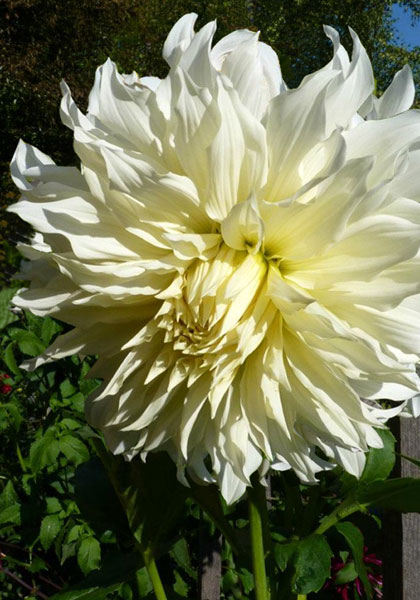 White Champion dahlia heirloom bulbs #1