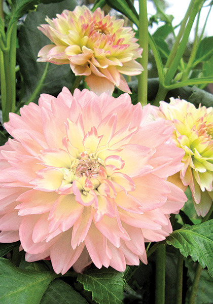 Rosemary Webb dahlia heirloom bulbs #1