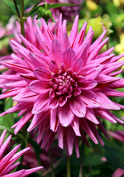 Nita dahlia heirloom bulbs #2