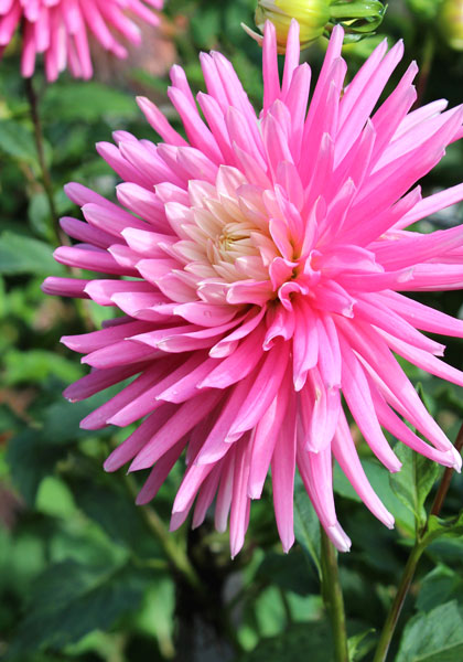 Radiance dahlia heirloom bulbs #1