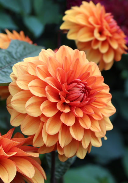 David Howard dahlia heirloom bulbs #1