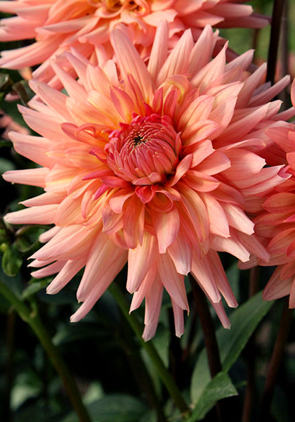 Preference dahlia heirloom bulbs #2