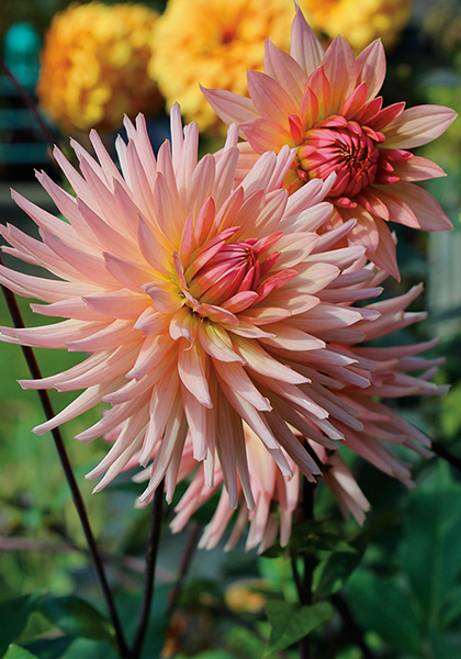 Preference dahlia heirloom bulbs #1
