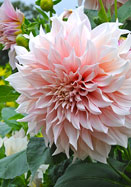 Caf&eacute; au Lait dahlia heirloom bulbs