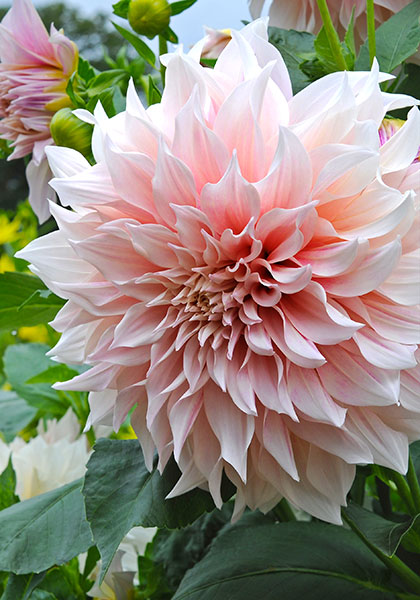 Café au Lait dahlia heirloom bulbs #1