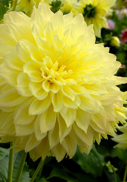 Kelvin Floodlight dahlia heirloom bulbs #2