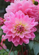 Gerrie Hoek dahlia heirloom bulbs